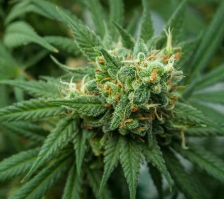 Close-up of a cannabis plant with green leaves and buds.