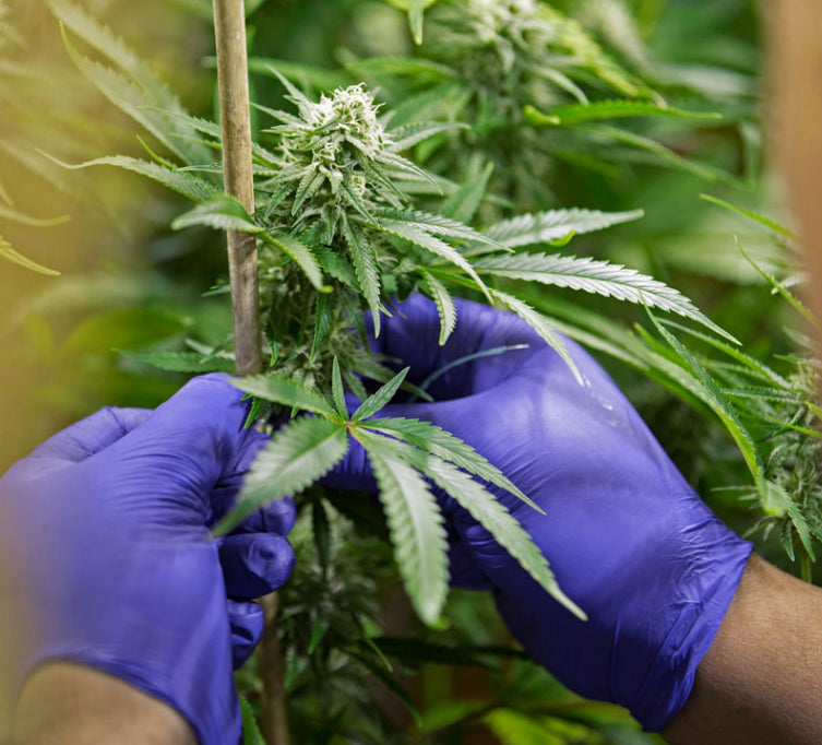 Person wearing blue gloves inspecting a cannabis plant