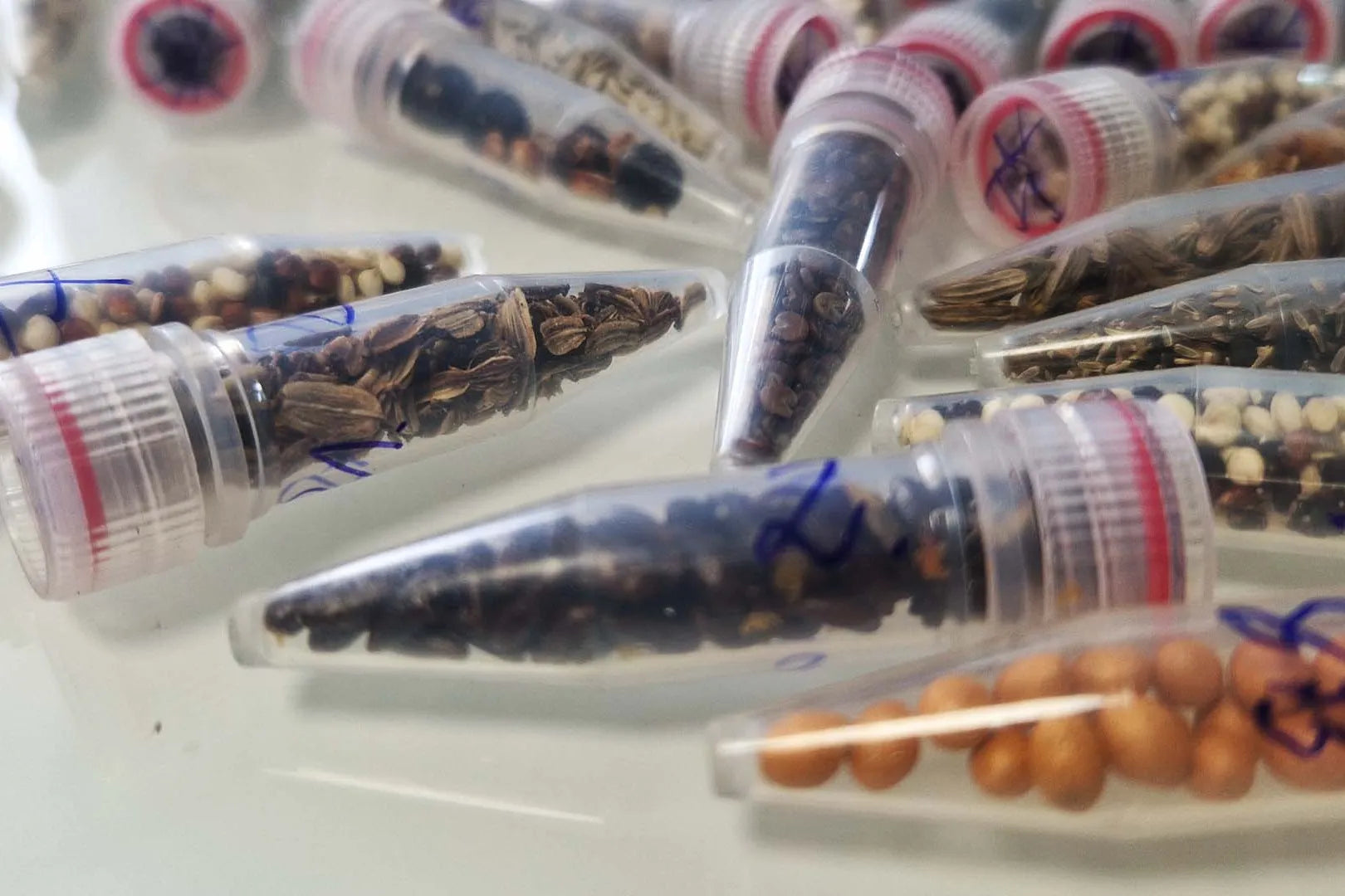 Clear plastic vials containing various seeds or small items on a white surface