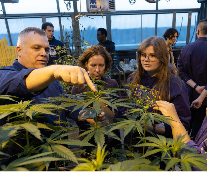 Group of people examining cannabis plants in a greenhouse setting